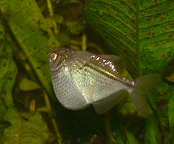  Poisson-hachette commun(Gasteropelecus sternicla)