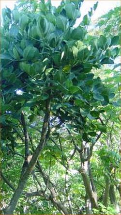  Gastonia cutispongia