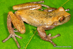  Gastrotheca antoniiochoai