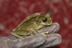  Gastrotheca cornuta