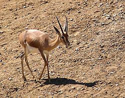  Gazelle Dorcas