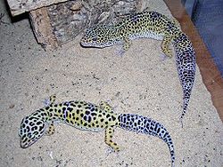  gecko léopardEublepharis macularius