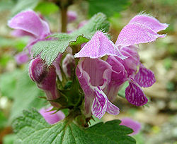  Fleurs de lamier tacheté