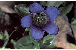  Gentiana calycosa