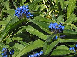  Gentiana cruciata