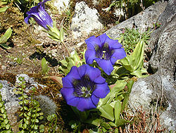  Gentiana occidentalis