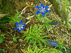  Gentiana paradoxa (plant cultivé)