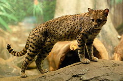  Leopardus geoffroyi