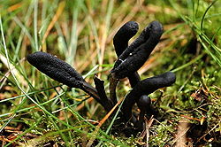  Geoglossum umbratile