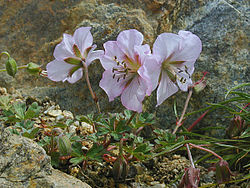  Geranium farreri