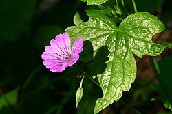 Geranium nodosum