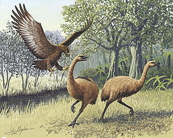  Dinornis sp.Moas attaqués par un aigle géant de Haasts. †