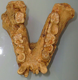  Mandibule d'un Gigantopithecus