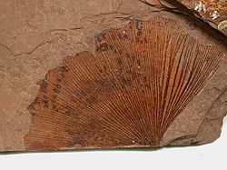  Ginkgo biloba feuille fossile de la période EoceneMacabee,  Colombie-Britannique, Canada.