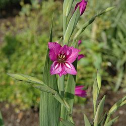 Gladiolus imbricatus