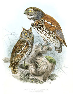  Otus sunia leggei à gauche,Chevêchette à dos marron à droite