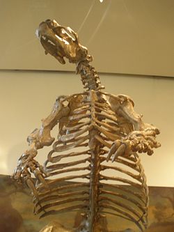  Squelette de Glossotherium robustum