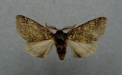  Gluphisia crenata mâle