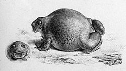  Glyphoglossus molossus