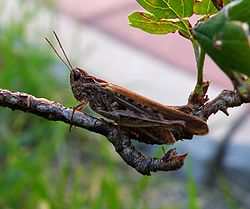  Chorthippus biguttulus