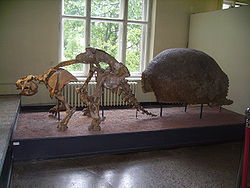  Glyptodon squelette (Glyptodon clavipes), au Museum für Naturkunde, Berlin