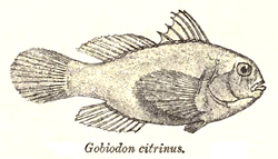  Gobiodon citrinus