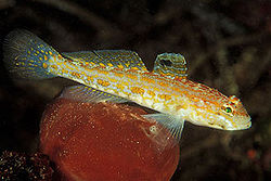  Gobius kolombatovici