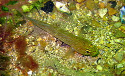  Gobius xanthocephalus (Méditerranée)