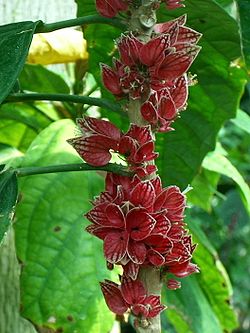  Goehtea cauliflora