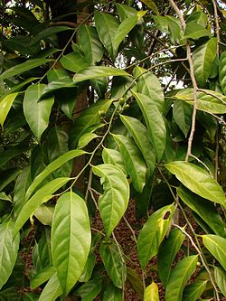  Gomphandra australiana