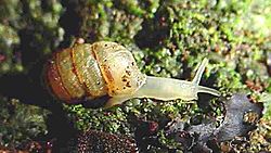  Gonospira uvula dans la forêt de Mare Longue, dans le sud-est de l'île de La Réunion.