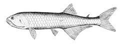  Gonostoma denudatum