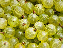  Ribes uva-crispa