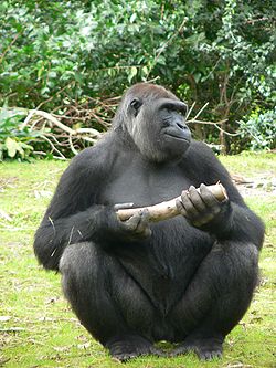  Gorille femelle