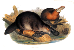  Ornithorynqueplanche extraite de The mammals of Australiade John Gould