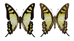 Graphium cloanthus  ♂ - Muséum de Toulouse