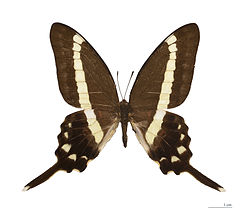  Graphium illyris - Muséum de Toulouse