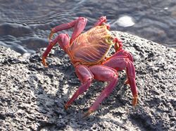 Crabe rouge des Galapagos (Grapsus grapsus)