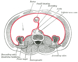 Coupe horizontale du péritoine dans la partie basse de l'abdomen. Le Mésentère est dessiné en rouge.