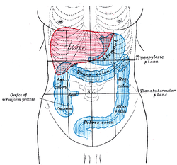 Abdomen, schéma du foie, de l'estomac et du gros intestin.