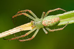 Une des nombreuses araignées du genre Cyrtophora)