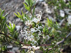 Grevillea alpivaga