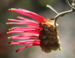  Grevillea aquifolium