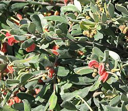 Grevillea arenaria subsp canescens