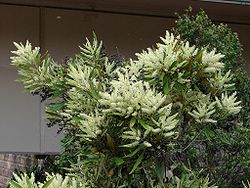 Grevillea baileyana