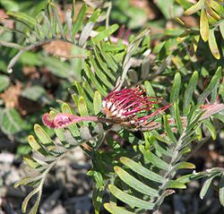 Grevillea caleyi