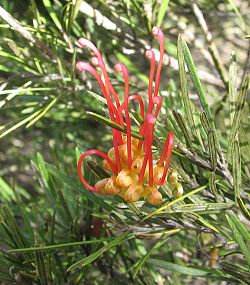 Grevillea concinna