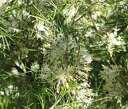  Grevillea corrugata