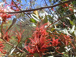  Grevillea decora