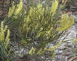  Grevillea didymobotrya